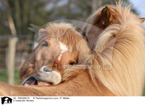 2 Islnder / 2 Icelandic Horses / PM-06815