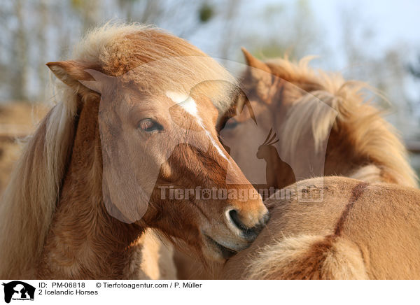 2 Islnder / 2 Icelandic Horses / PM-06818
