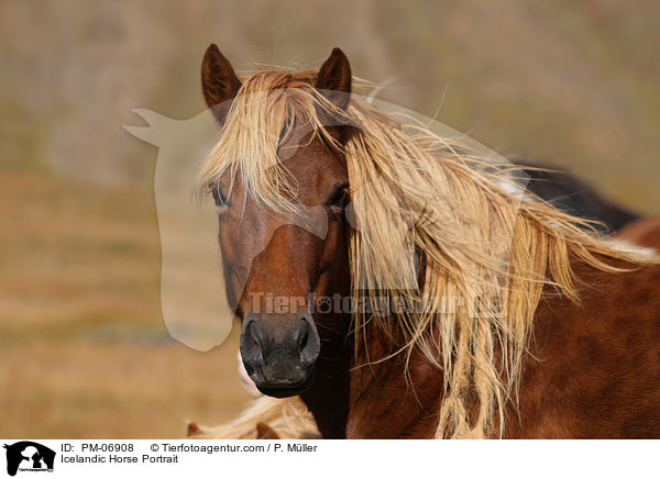 Islnder Portrait / Icelandic Horse Portrait / PM-06908