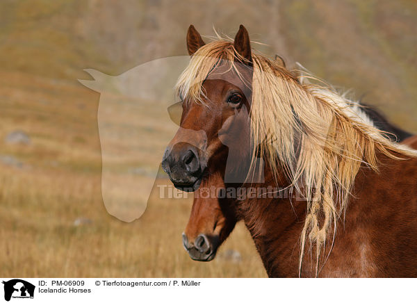Islnder / Icelandic Horses / PM-06909
