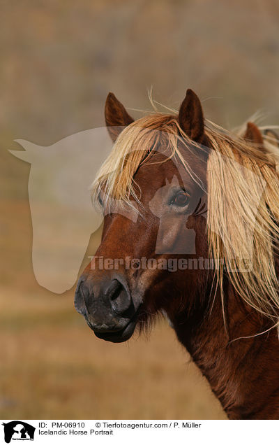 Islnder Portrait / Icelandic Horse Portrait / PM-06910