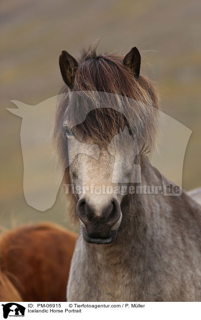 Icelandic Horse Portrait / PM-06915