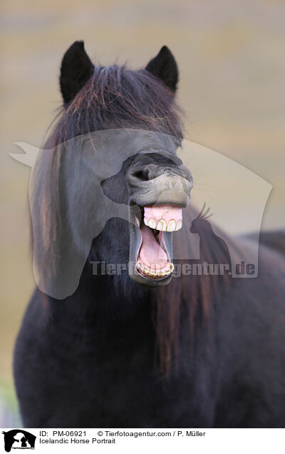 Islnder Portrait / Icelandic Horse Portrait / PM-06921