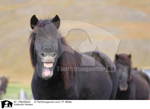Islnder / Icelandic Horses / PM-06922