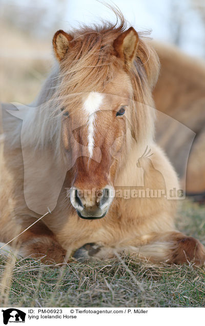 liegender Islnder / lying Icelandic Horse / PM-06923