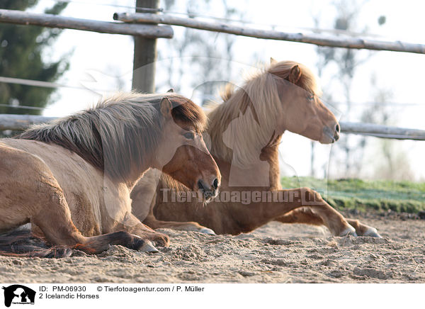 2 Islnder / 2 Icelandic Horses / PM-06930