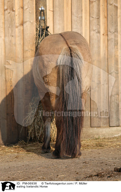 fressender Islnder / eating Icelandic Horse / PM-06936