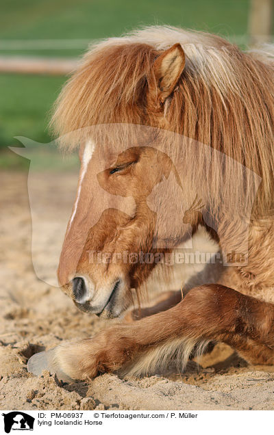 liegender Islnder / lying Icelandic Horse / PM-06937