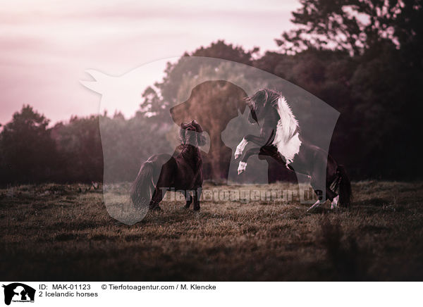 2 Islnder / 2 Icelandic horses / MAK-01123