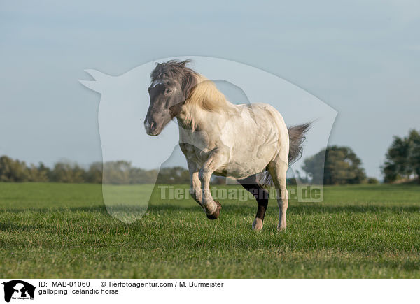 galloping Icelandic horse / MAB-01060