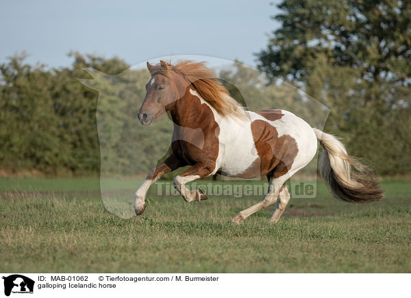 galoppierender Islnder / galloping Icelandic horse / MAB-01062