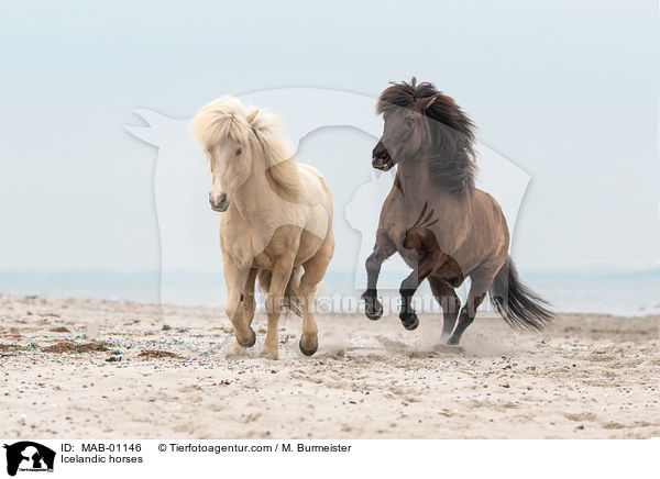 Islnder / Icelandic horses / MAB-01146