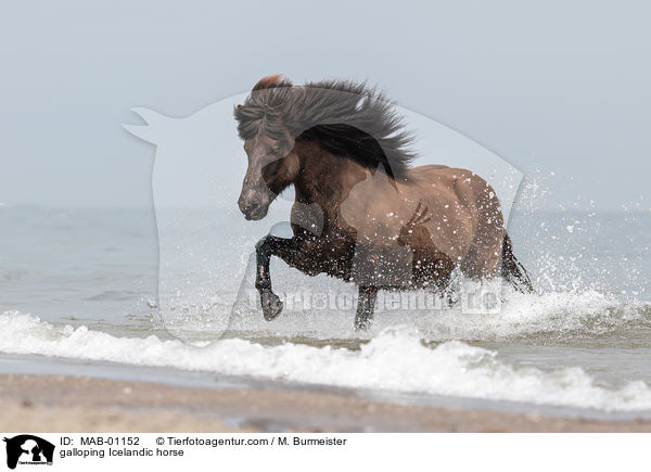 galoppierender Islnder / galloping Icelandic horse / MAB-01152