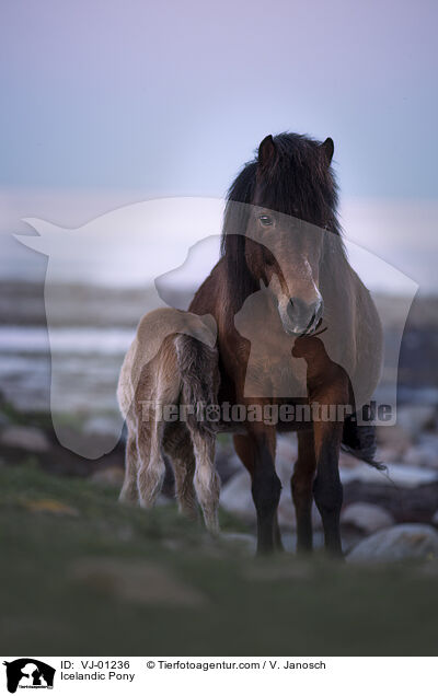 Icelandic Pony / VJ-01236