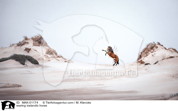 rearing icelandic horse / MAK-01174