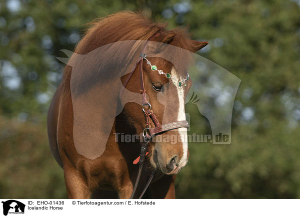 Islnder / Icelandic Horse / EHO-01436
