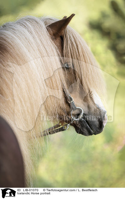 Islnder Portrait / Icelandic Horse portrait / LIB-01070