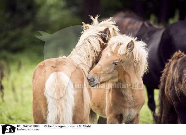 Islnder / Icelandic horse / SAS-01096