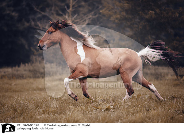 galopping Icelandic Horse / SAS-01098