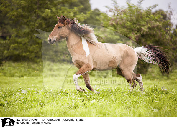 galoppierender Islnder / galopping Icelandic Horse / SAS-01099