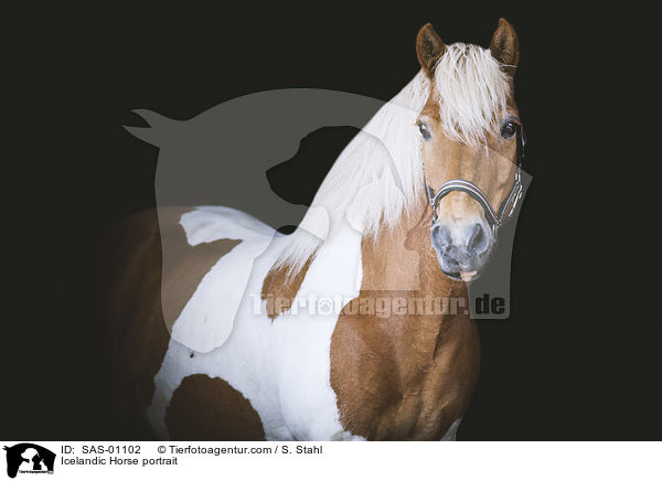 Icelandic Horse portrait / SAS-01102