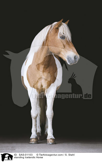 standing Icelandic Horse / SAS-01103