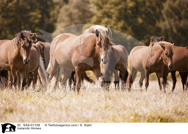 Islnder / Icelandic Horses / SAS-01108