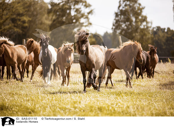 Islnder / Icelandic Horses / SAS-01110