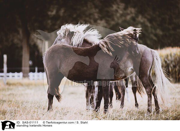 stehende Islnder / standing Icelandic Horses / SAS-01111