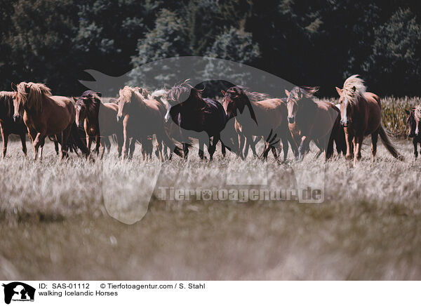 walking Icelandic Horses / SAS-01112