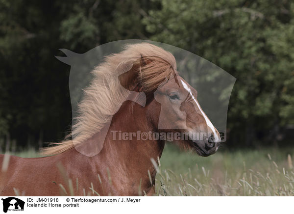 Islnder Portrait / Icelandic Horse portrait / JM-01918