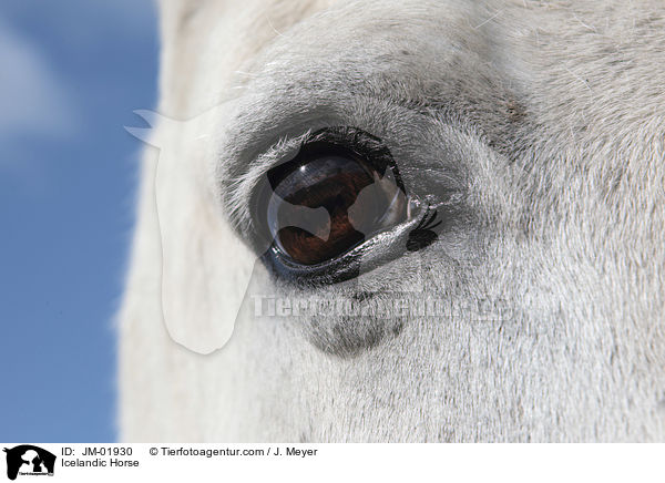 Icelandic Horse / JM-01930
