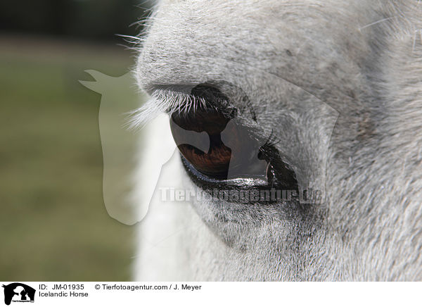 Icelandic Horse / JM-01935