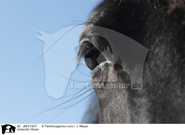 Icelandic Horse / JM-01937