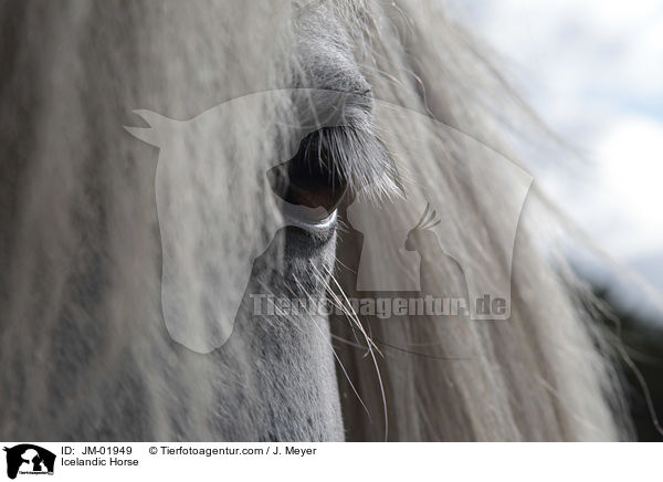Icelandic Horse / JM-01949