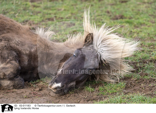 lying Icelandic Horse / IG-01183