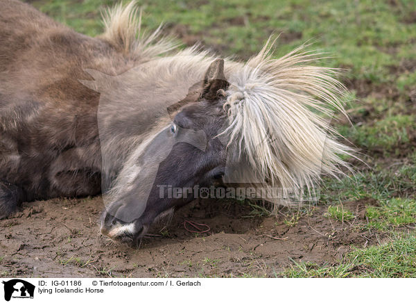 lying Icelandic Horse / IG-01186