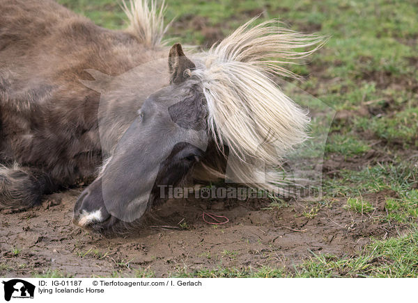 lying Icelandic Horse / IG-01187