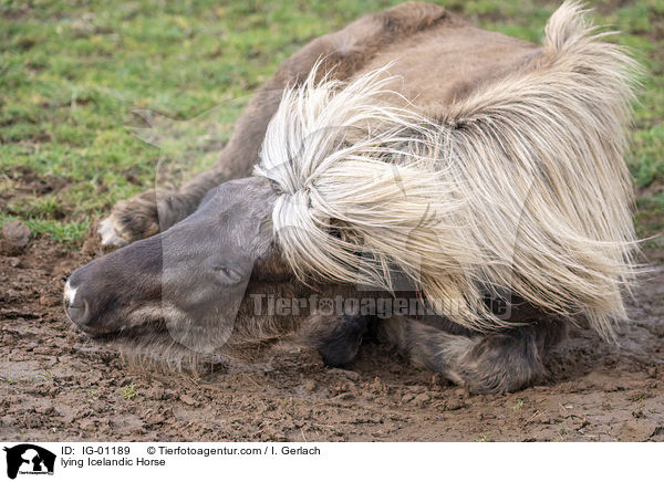 lying Icelandic Horse / IG-01189