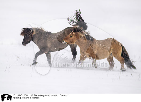 kmpfende Islnder / fighting Icelandic Horses / IG-01200
