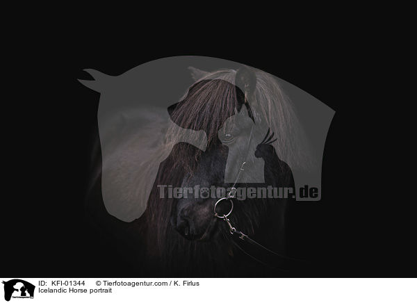 Islnder Portrait / Icelandic Horse portrait / KFI-01344