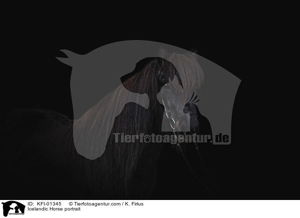 Islnder Portrait / Icelandic Horse portrait / KFI-01345