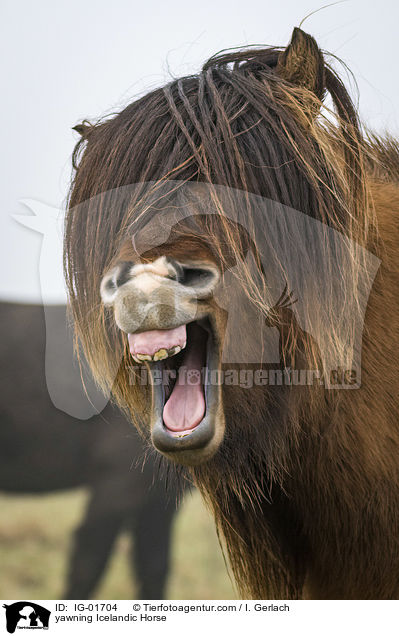 ghnender Islnder / yawning Icelandic Horse / IG-01704