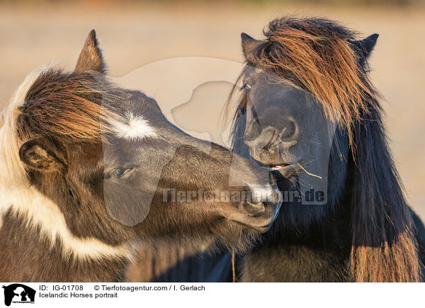 Islnder Portrait / Icelandic Horses portrait / IG-01708