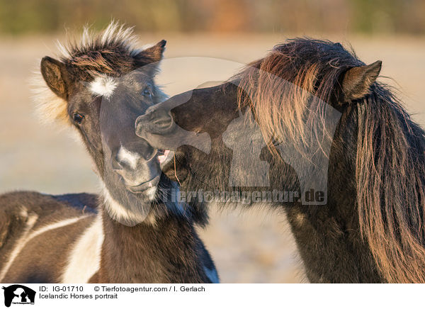 Islnder Portrait / Icelandic Horses portrait / IG-01710