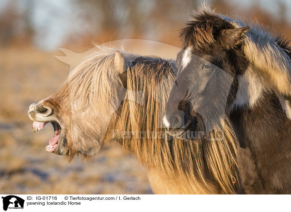 yawning Icelandic Horse / IG-01716
