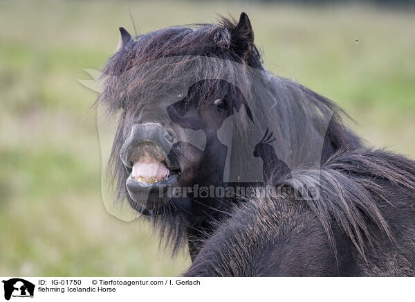 flehming Icelandic Horse / IG-01750