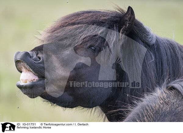 flehmender Islnder / flehming Icelandic Horse / IG-01751