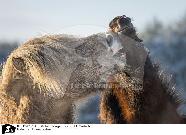 Islnder Portrait / Icelandic Horses portrait / IG-01754