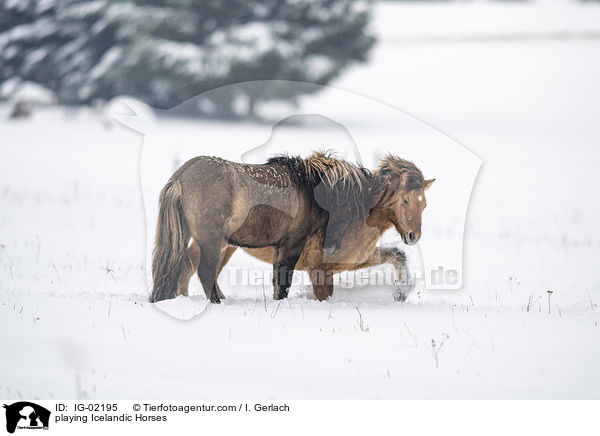 spielende Islnder / playing Icelandic Horses / IG-02195